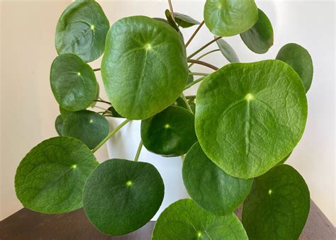 moneyplant777|Chinese Money Plant (Pilea peperomioides): All You Need To .